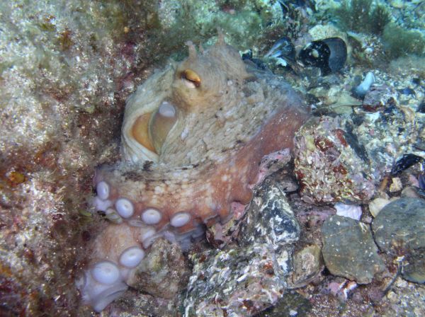Poulpe  Octopus vulgaris